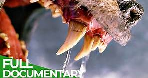 Teeth & Claws | Animal Armory | Episode 1 | Free Documentary Nature