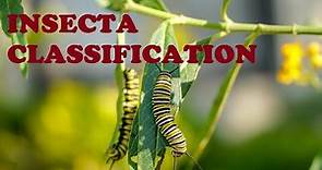 INSECTA CLASSIFICATION