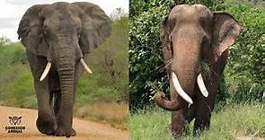 Diferencias entre el Elefante Africano y Asiático
