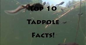 Top 10 Tadpole Facts Video