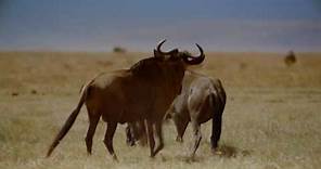 IMAX Africa The Serengeti 1994