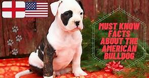Getting To Know Your Dog's Breed: American Bulldog Edition
