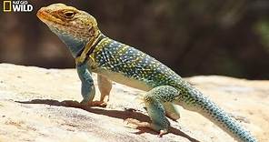 National Geographic Wild - Wild life of the reptiles lizards - BBC