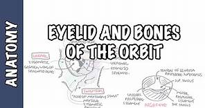 Anatomy Eye Orbit and Eyelid