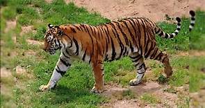 Imágenes de tigres, fotos de tigres bonitas