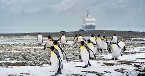 2022南極之旅-南喬治亞島South Georgia-索爾茲伯里平原國王企鵝