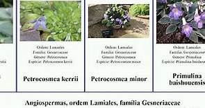 Angiospermas, ordem Lamiales, família Gesneriaceae streptocarpus petrocosmea minor angiosperms
