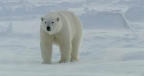 Polar Bears: Masters Of The Snow | Snow Animals | BBC Earth