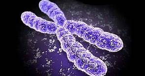 El Cromosoma | ¿Qué es? | Estructura | Biologia | BIEN EXPLICADO |