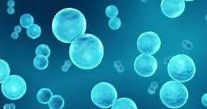 What is Streptococcus Bacteria?