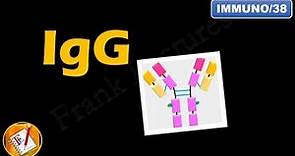 IgG: Structure, Properties and Functions (FL-Immuno/38)