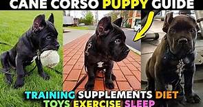 Cane Corso Puppy Starter Guide EVERYTHING You Need To Know #puppy #canecorso