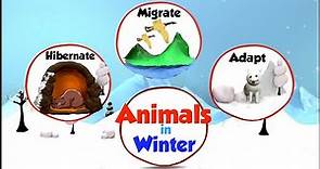 Animals in Winter | What do animals do in Winter | How Animals Prepare for Winter | Winter & Animals