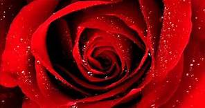 Cold Case - Scarlet Rose - by Alexa Khan