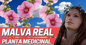 USOS MEDICINALES DE LA MALVA REAL, (Alcea Rosea) Plantas medicinales