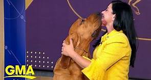 Trumpet the bloodhound wins Westminster show l GMA