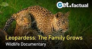 The Leopardess: Haunted Huntress | Full Wildlife Documentary