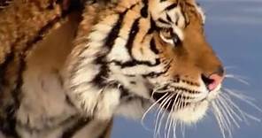 The Siberian Tiger | The Life of Mammals | BBC Earth