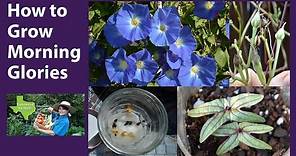 How to Grow Morning Glories