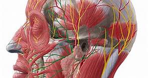 Facial nerve (cranial nerve VII)