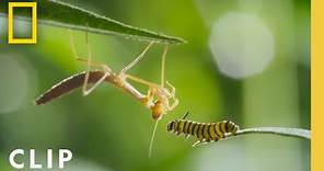 Monarch Migration and Metamorphosis | Incredible Animal Journeys | National Geographic