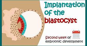 Implantation of the blastocyst | Week 2 of embryonic development | Developmental biology