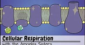 Cellular Respiration (UPDATED)