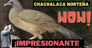 Chachalaca Norteña / Plain Chachalaca, ¿Cómo la identifico?