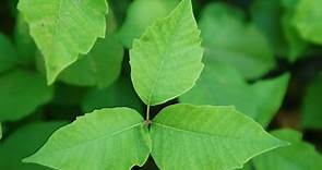 How to Prevent and Treat Poison Ivy