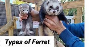 Discover Which Type of Ferret is Perfect for You!