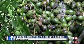 Seven arrested for picking protected saw palmetto berries