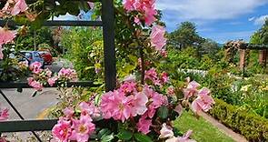 [紐西蘭觀光資訊分享] Parnell Rose Garden 奧克蘭玫瑰園 - My Kiwi Life - 我的紐西蘭生活日誌 - udn部落格