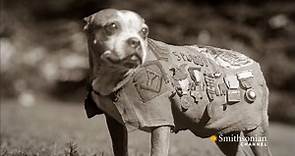 Amazing Archival Footage of Parachuting Military Dogs