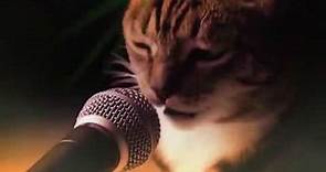 Gatti DJ - Disco Cats (Meow Song)