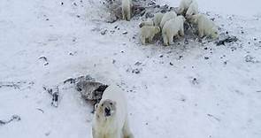 氣候暖化難覓食 北極熊大舉入侵俄羅斯村莊