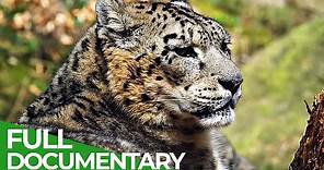 Masters of Disguise | Animal Armory | Episode 3 | Free Documentary Nature