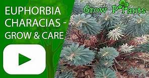 Euphorbia characias - growing and care (wulfenii)