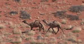 Aerial Camels Running Through Australian Desert