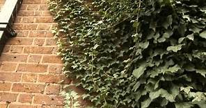 How To Remove Ivy