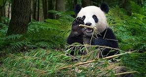 Giant panda released into wild captured on camera after three years