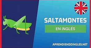 ✅ CÓMO se dice SALTAMONTES en INGLÉS 2022 🚀 APRENDE A ESCRIBIR GRASSHOPPER ✨ PRONUNCIACIÓN EN INGLES