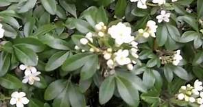 Choisya ternata - Mexican Orange, Mock Orange