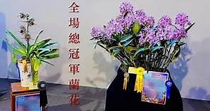 2022台灣國際蘭展-全場總冠軍大獎花.得獎花！2022 Taiwan International Orchid Show-Orchid show grand champion flower