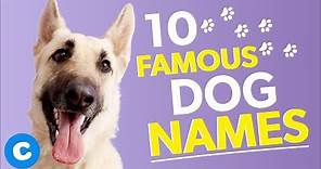 10 Famous Dog Names | Chewy
