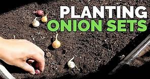 Planting Onion Sets: What to Watch Out For