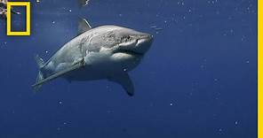 Great White Sharks of Guadalupe Island | Most Wanted Sharks
