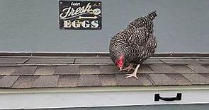 Barred Plymouth Rock Chickens
