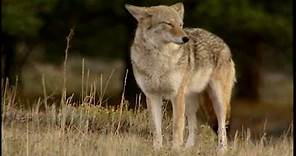 Coyote - National Park Animals for Kids