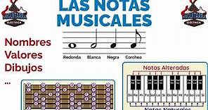 🎶 LAS NOTAS MUSICALES: Cuáles son, sus Nombres y Dibujos 🎶