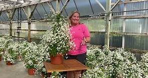 New Fall Blooming Sweet Autumn Clematis paniculata - One of Katey's Favorites!
